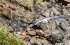 Möwe