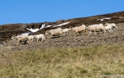 Schafherde