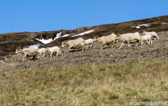 Schafherde