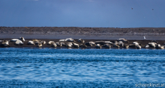 Hvítserkur - Robben