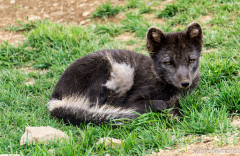im Polarfuchszentrum