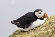 Papageientaucher