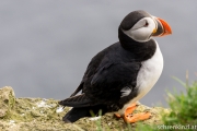 Papageientaucher