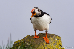 Papageientaucher