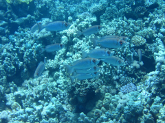 Ägypten 2014