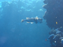Ägypten 2014
