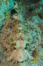 Bärtiger Drachenkopf (Scorpaenopsis oxycephala)