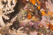 Prachtsternschnecke (Hypselodoris tryoni)
