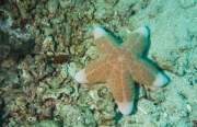 Walzenstern (Choriaster granulatus)