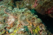Bärtiger Drachenkopf (Scorpaenopsis oxycephala)