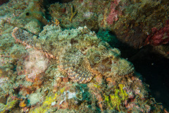 Bärtiger Drachenkopf (Scorpaenopsis oxycephala)
