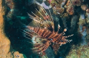 Rotfeuerfisch