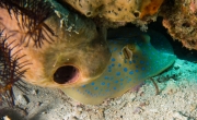 Blaupunktrochen (Taeniura lymma)