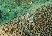 Fleckentupfen Porzellankrebs (Neopetrolisthes maculatus)