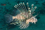 Rotfeuerfisch