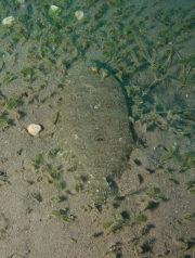 Plattfisch (Bothus sp.)