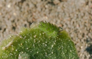 Leaf Sheep Nudibranch (Costasiella kuroshimae)