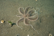 Mimik Oktopus (Thaumocopus mimicus)