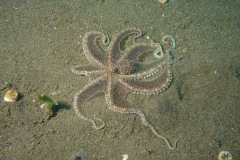 Mimik Oktopus (Thaumocopus mimicus)