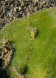 Leaf Sheep Nudibranch (Costasiella kuroshimae)