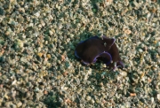 Kopfschildschnecke (Philinopsis gardineri)