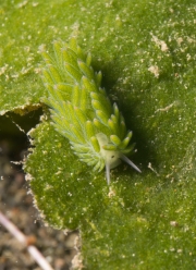 Leaf Sheep Nudibranch (Costasiella kuroshimae)
