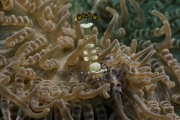 Pfauenaugen Anemonengarnele (Periclimenes brevicarpalis)