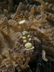 Pfauenaugen Anemonengarnele (Periclimenes brevicarpalis)