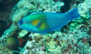 Papageifisch