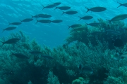 Fischschwarm