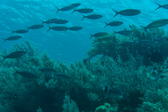 Fischschwarm