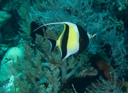 Halfterfisch