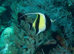 Halfterfisch