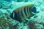 Sechsbinden-Kaiserfisch