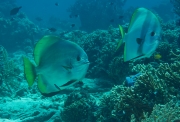 Goldener Fledermausfisch (Platax boersii)