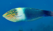 Lippfisch
