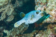 Kugelfisch