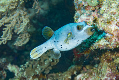 Kugelfisch