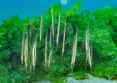 Schnepfenmesserfisch (Centriscus)