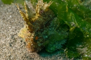 Schaukelfisch (Paracentropgon sp.)