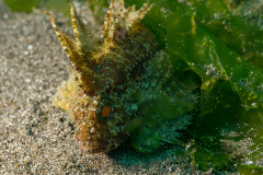 Schaukelfisch (Paracentropgon sp.)