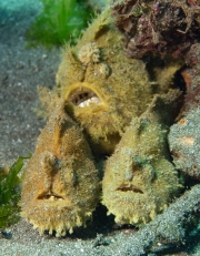 Anglerfisch