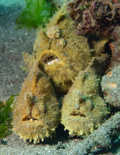 Anglerfisch