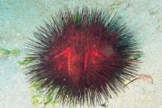 Roter Diademseeigel (Astropyga radiata)