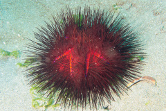 Roter Diademseeigel (Astropyga radiata)