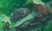 Sepie (Sepia smithi)