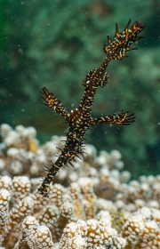 Harlekin Geisterpfeifenfisch (Solenostomus paradoxus)