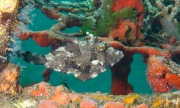 Algenfeilenfisch (Pseudomonacanthus macrurus)