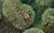 Halsband Anemonenfisch