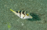 Sattel-Krugfisch (Canthigaster valentini)